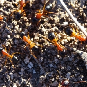 Camponotus consobrinus at Jerrabomberra, ACT - 23 Jul 2020 03:51 PM