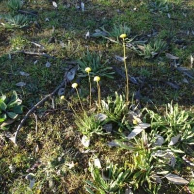 Craspedia variabilis (Common Billy Buttons) at O'Malley, ACT - 23 Jul 2020 by Mike