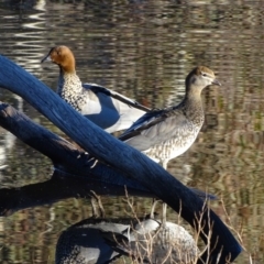 Chenonetta jubata (Australian Wood Duck) at Mount Mugga Mugga - 23 Jul 2020 by Mike