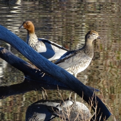 Chenonetta jubata (Australian Wood Duck) at Mount Mugga Mugga - 23 Jul 2020 by Mike