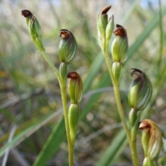 Speculantha rubescens (Blushing Tiny Greenhood) at Canberra Central, ACT - 12 Apr 2014 by AaronClausen