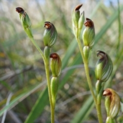 Speculantha rubescens (Blushing Tiny Greenhood) at Black Mountain - 11 Apr 2014 by AaronClausen