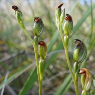 Speculantha rubescens (Blushing Tiny Greenhood) at Canberra Central, ACT - 12 Apr 2014 by AaronClausen
