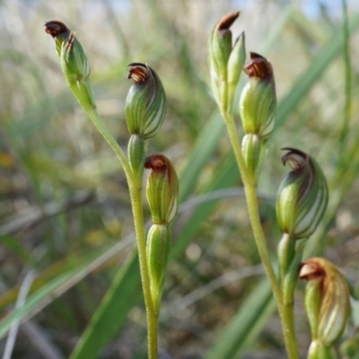 Speculantha rubescens (Blushing Tiny Greenhood) at Black Mountain - 11 Apr 2014 by AaronClausen