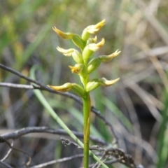 Corunastylis cornuta (Horned Midge Orchid) at Black Mountain - 11 Apr 2014 by AaronClausen