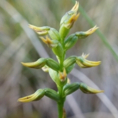 Corunastylis cornuta at Canberra Central, ACT - 12 Apr 2014