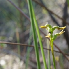 Corunastylis cornuta at Canberra Central, ACT - suppressed