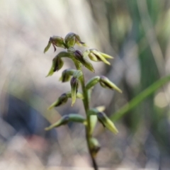 Corunastylis clivicola (Rufous midge orchid) at Black Mountain - 11 Apr 2014 by AaronClausen