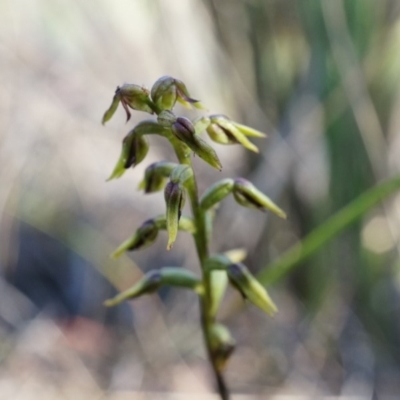 Corunastylis clivicola (Rufous midge orchid) at Black Mountain - 11 Apr 2014 by AaronClausen