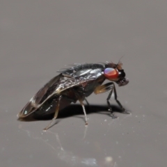 Depressa sp. (genus) (Lauxaniid fly) at Acton, ACT - 21 Jul 2020 by TimL