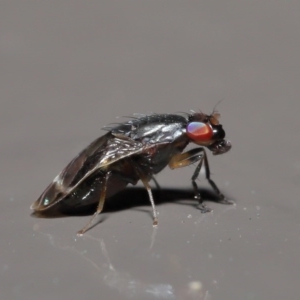 Depressa sp. (genus) at Acton, ACT - 21 Jul 2020