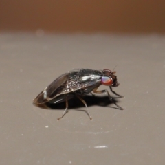 Depressa sp. (genus) at Acton, ACT - 21 Jul 2020