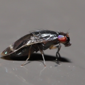 Depressa sp. (genus) at Acton, ACT - 21 Jul 2020