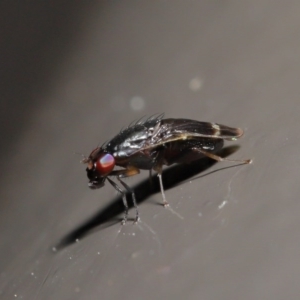 Depressa sp. (genus) at Acton, ACT - 21 Jul 2020