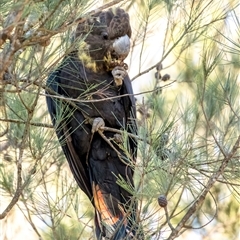 Calyptorhynchus lathami lathami (Glossy Black-Cockatoo) at Wingecarribee Local Government Area - 22 Jul 2020 by Aussiegall