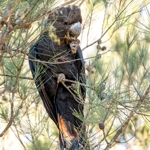 Calyptorhynchus lathami lathami at Wingello, NSW - suppressed