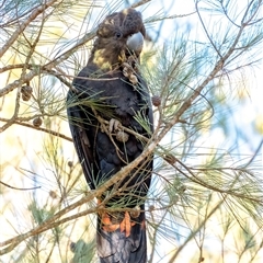 Calyptorhynchus lathami lathami at Wingello, NSW - suppressed