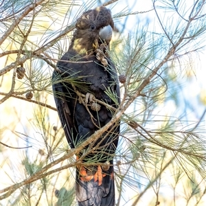 Calyptorhynchus lathami lathami at Wingello, NSW - 22 Jul 2020