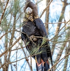 Calyptorhynchus lathami lathami at Wingello, NSW - suppressed