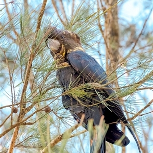 Calyptorhynchus lathami lathami at Wingello, NSW - 22 Jul 2020