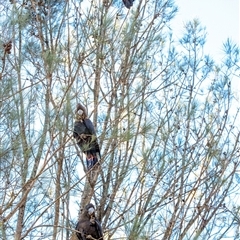 Calyptorhynchus lathami lathami at Wingello, NSW - suppressed