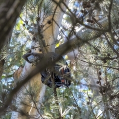 Calyptorhynchus lathami (Glossy Black-Cockatoo) at Penrose - 23 Jul 2020 by Aussiegall