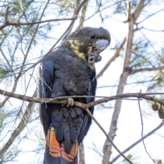 Calyptorhynchus lathami (Glossy Black-Cockatoo) at Penrose - 23 Jul 2020 by Aussiegall