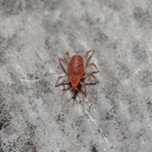 Bdellidae sp. (family) at Hackett, ACT - 19 Jul 2020