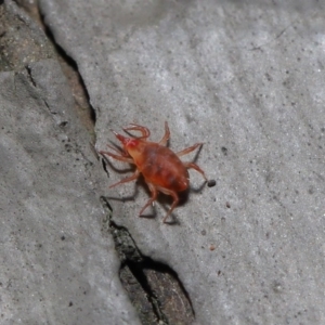 Bdellidae sp. (family) at Hackett, ACT - 19 Jul 2020