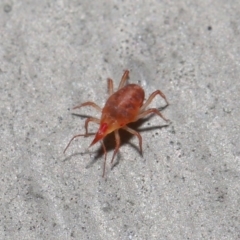 Bdellidae sp. (family) at Hackett, ACT - 19 Jul 2020