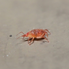 Bdellidae sp. (family) at Hackett, ACT - 19 Jul 2020