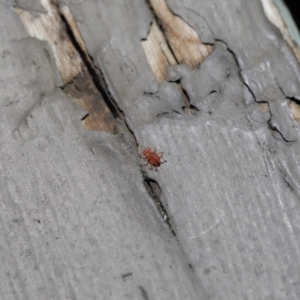 Bdellidae sp. (family) at Hackett, ACT - 19 Jul 2020