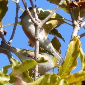 Zosterops lateralis at Bega, NSW - 21 Jul 2020