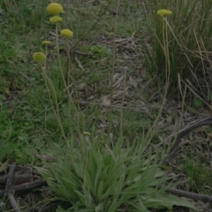 Craspedia variabilis (Common Billy Buttons) at Googong, NSW - 23 Jul 2020 by SThompson