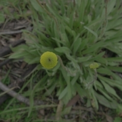 Craspedia variabilis at Googong, NSW - suppressed