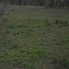 Craspedia variabilis at Googong, NSW - suppressed