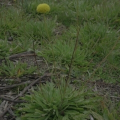 Craspedia variabilis at Googong, NSW - suppressed