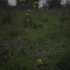 Craspedia variabilis at Googong, NSW - suppressed