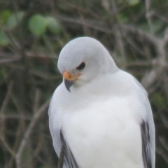 Accipiter novaehollandiae (Grey Goshawk) at Benandarah, NSW - 2 Jun 2020 by AlastairGreig