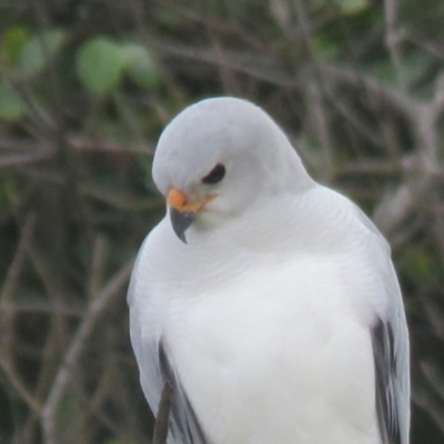 Accipiter novaehollandiae (Grey Goshawk) at Murramarang National Park - 2 Jun 2020 by AlastairGreig