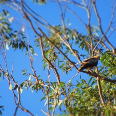 Haliastur sphenurus (Whistling Kite) at Batemans Marine Park - 22 Jul 2020 by Gee