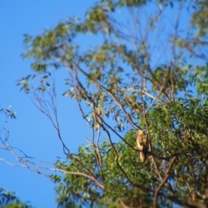 Haliastur sphenurus at Tomakin, NSW - 22 Jul 2020