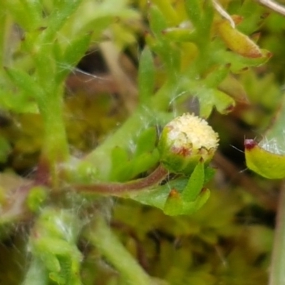 Cotula australis (Common Cotula, Carrot Weed) at Holt, ACT - 24 Jul 2020 by trevorpreston