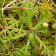 Cotula australis at Holt, ACT - 24 Jul 2020 10:53 AM