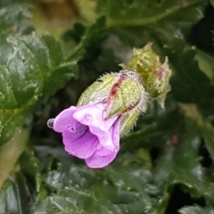 Erodium botrys (Long Storksbill) at Holt, ACT - 24 Jul 2020 by trevorpreston