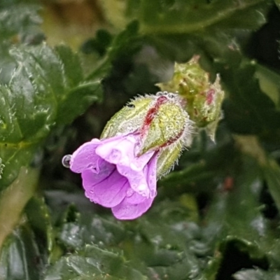 Erodium botrys (Long Storksbill) at Holt, ACT - 24 Jul 2020 by trevorpreston