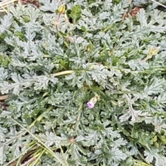 Erodium botrys at Holt, ACT - 24 Jul 2020 10:50 AM