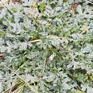 Erodium botrys at Holt, ACT - 24 Jul 2020