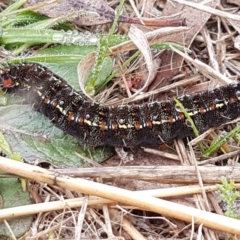 Apina callisto (Pasture Day Moth) at Higgins, ACT - 24 Jul 2020 by tpreston