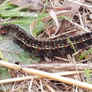 Apina callisto at Higgins, ACT - 24 Jul 2020 10:55 AM